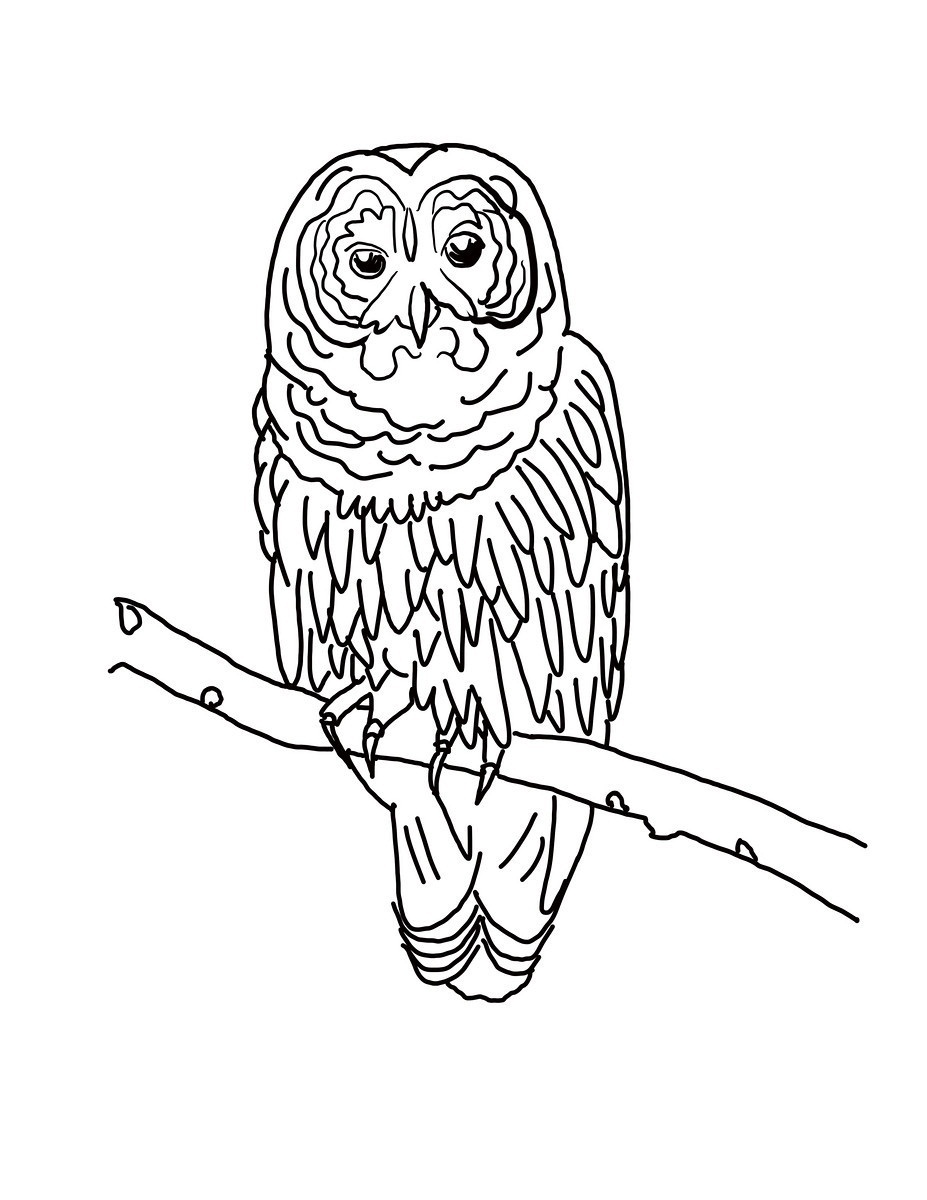 Cute Owl Coloring Pages FREE Printable 33