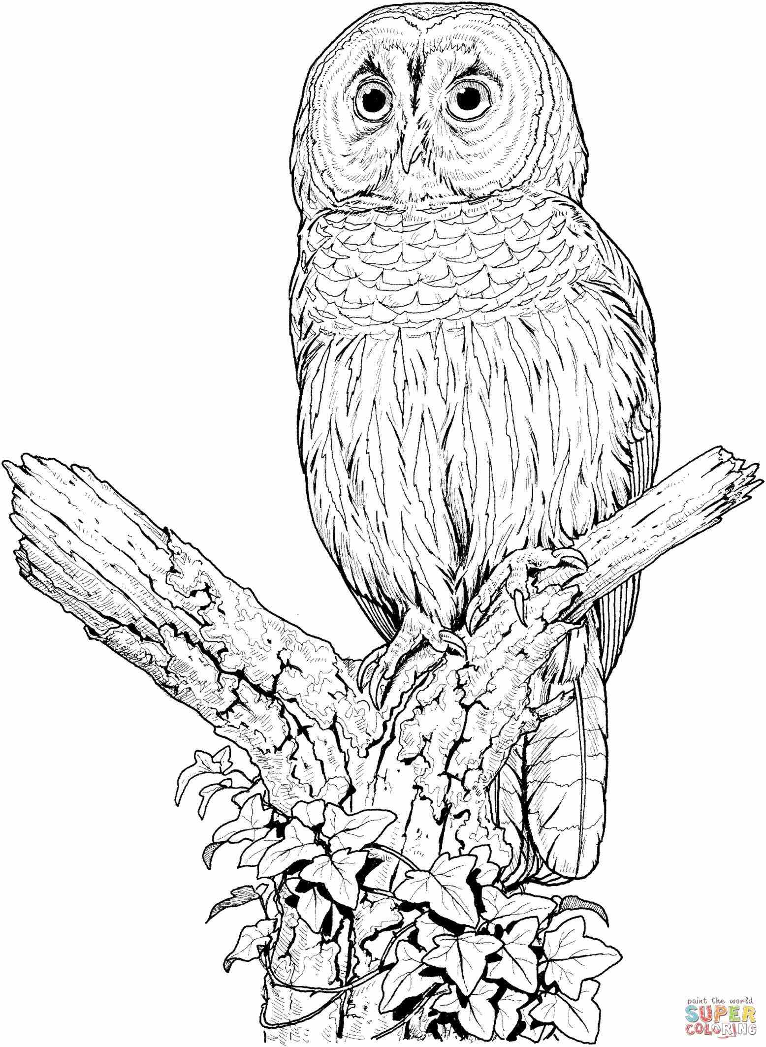 Cute Owl Coloring Pages FREE Printable 4