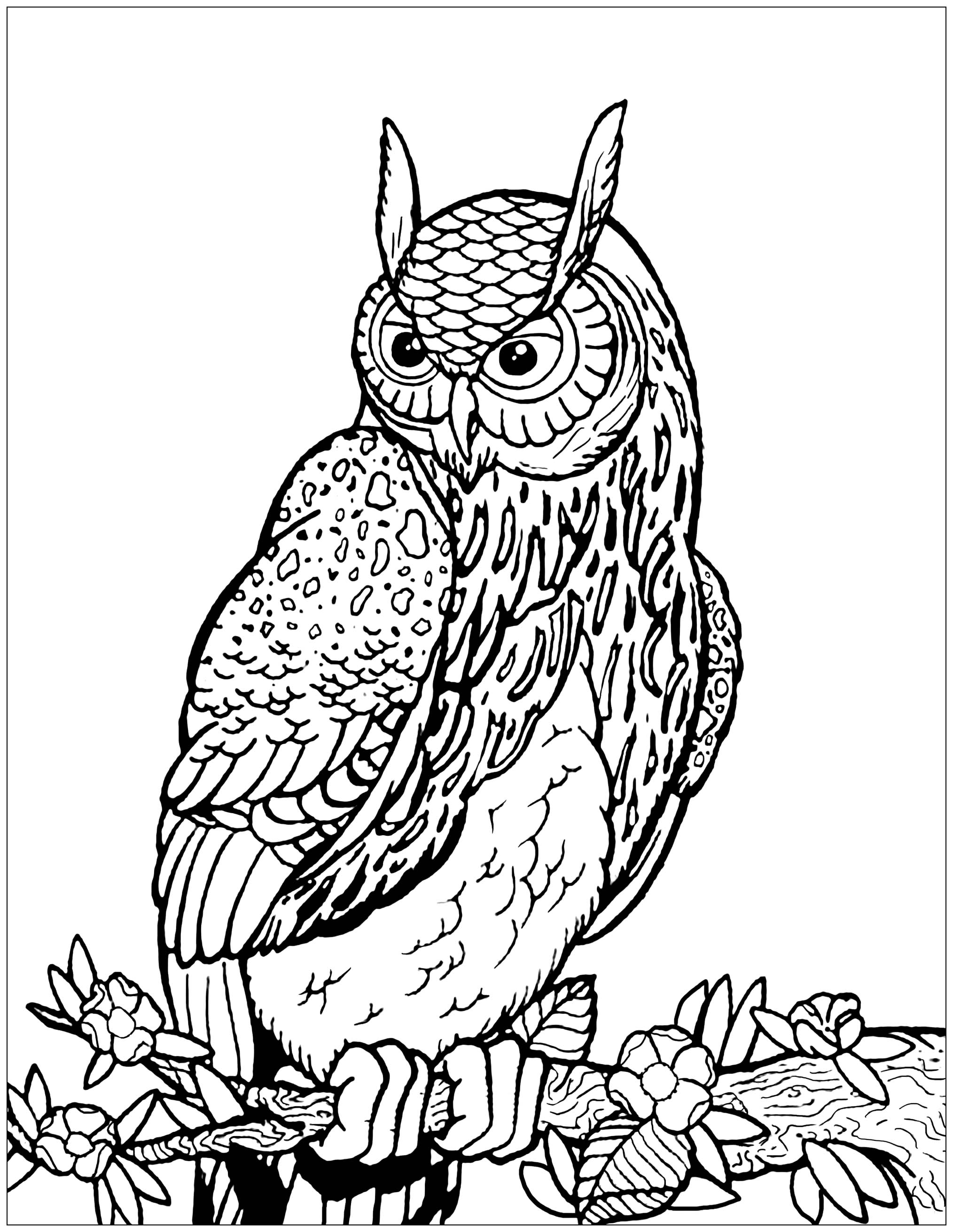 Cute Owl Coloring Pages FREE Printable 54