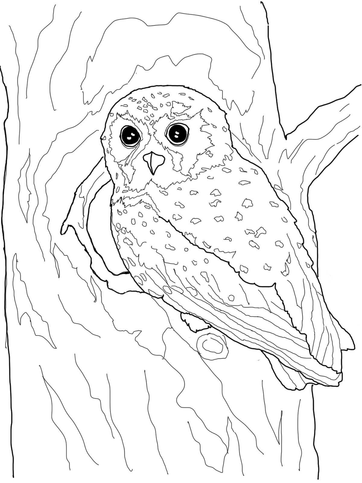 Cute Owl Coloring Pages FREE Printable 6