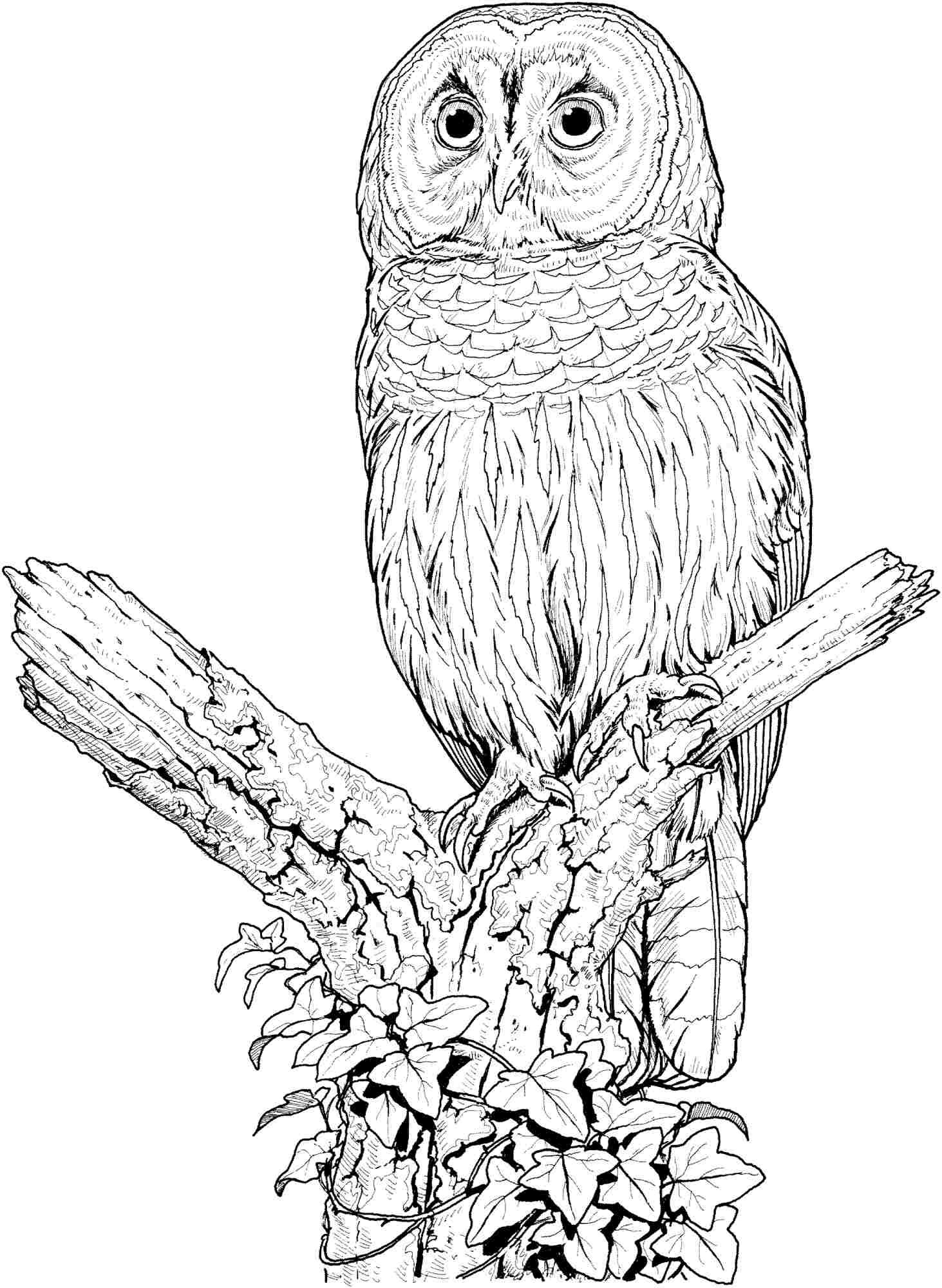 Cute Owl Coloring Pages FREE Printable 60