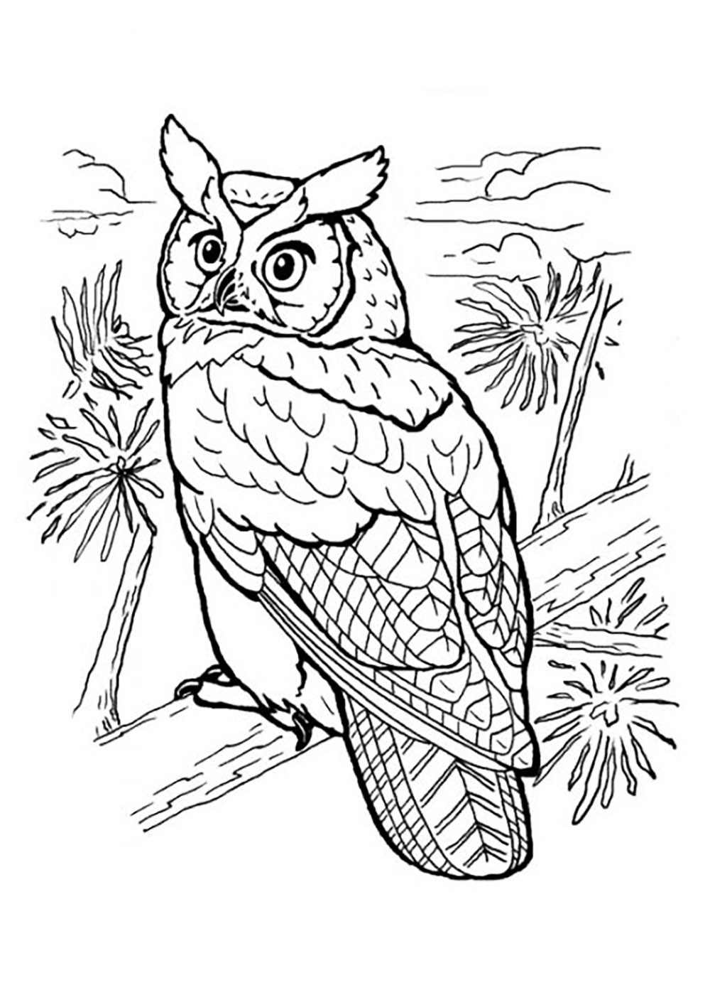 Cute Owl Coloring Pages FREE Printable 63