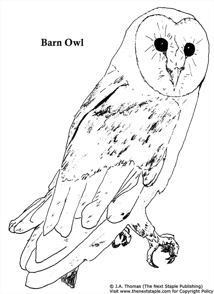 Cute Owl Coloring Pages FREE Printable 66