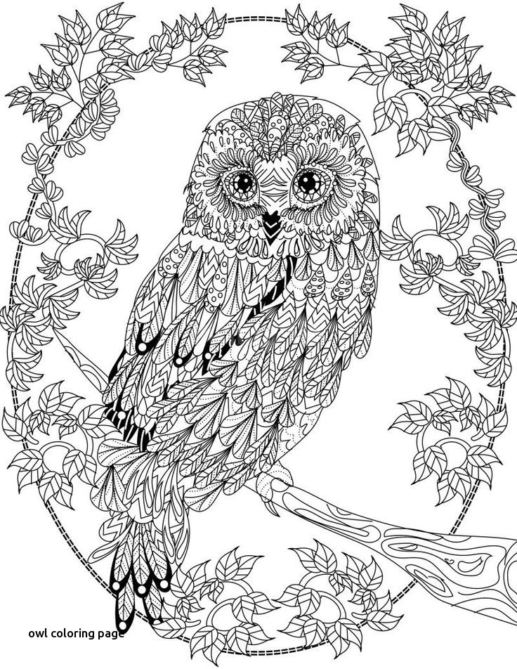 Cute Owl Coloring Pages FREE Printable 7