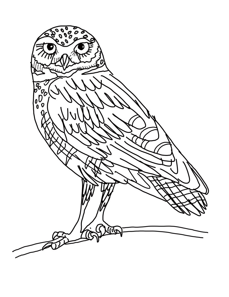 Cute Owl Coloring Pages FREE Printable 73