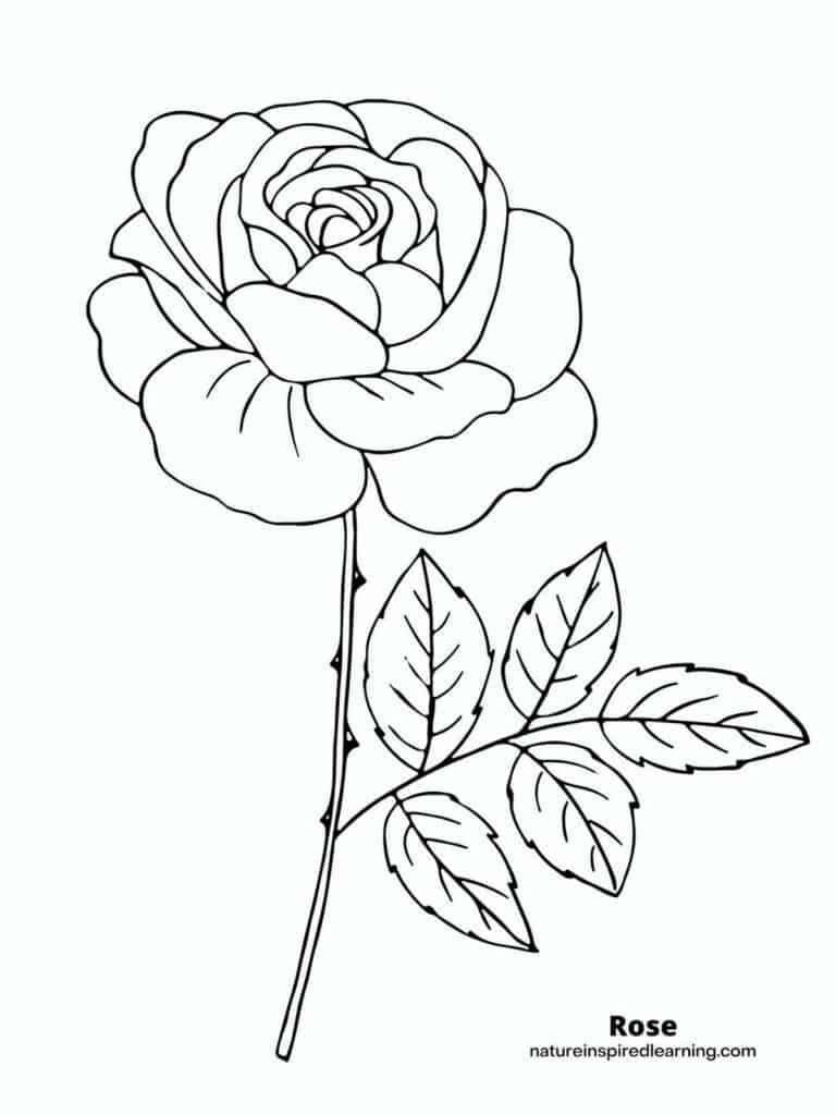 Garden Flowers Coloring Pages for Adults Unique 30