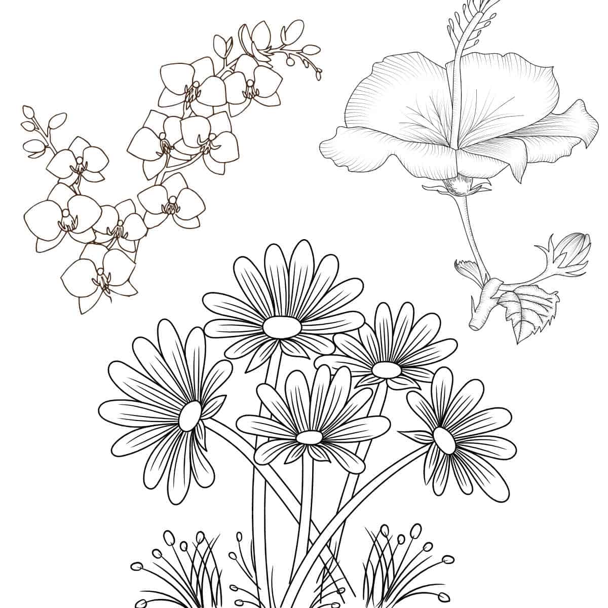 Garden Flowers Coloring Pages for Adults Unique 71