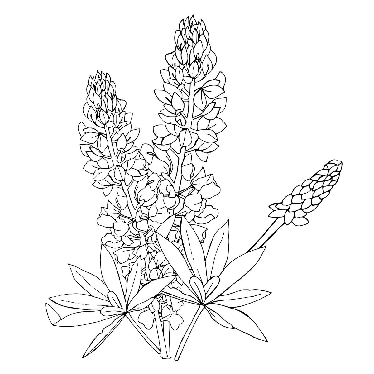 Garden Flowers Coloring Pages for Adults Unique 8