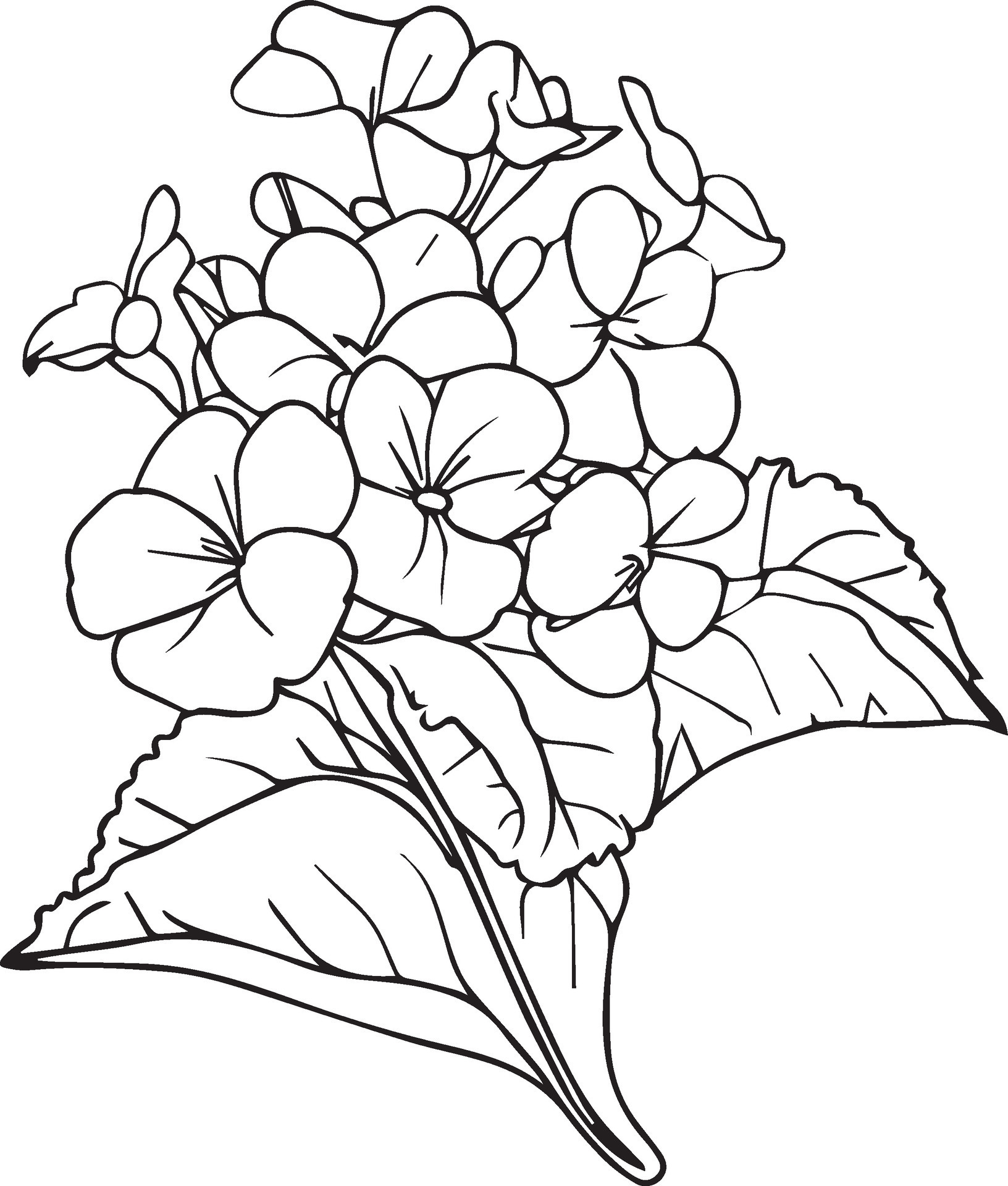 Garden Flowers Coloring Pages for Adults Unique 87