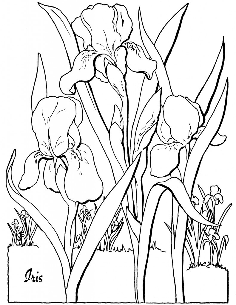 Garden Flowers Coloring Pages for Adults Unique 91