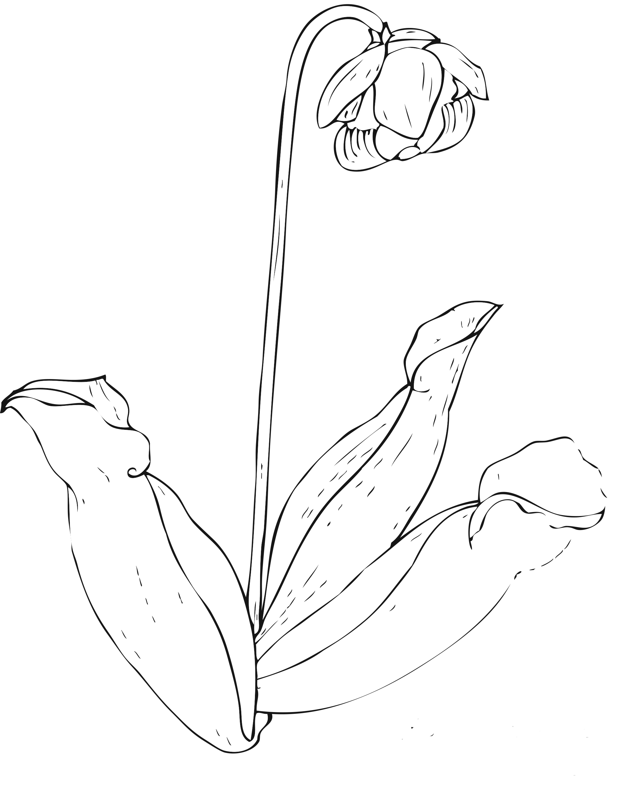 Simple Flower Coloring Pages Free Printable 144