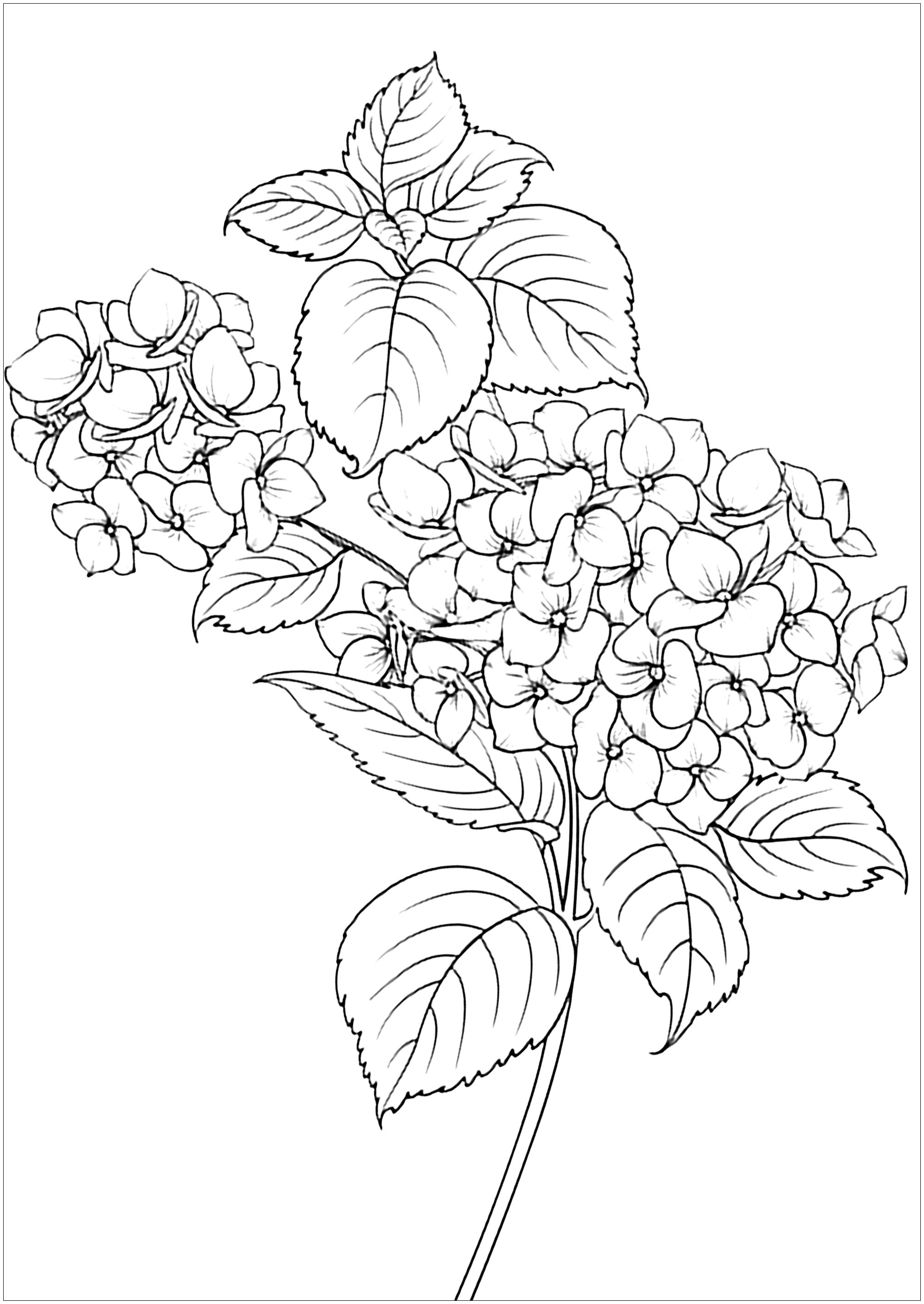 Simple Flower Coloring Pages Free Printable 15