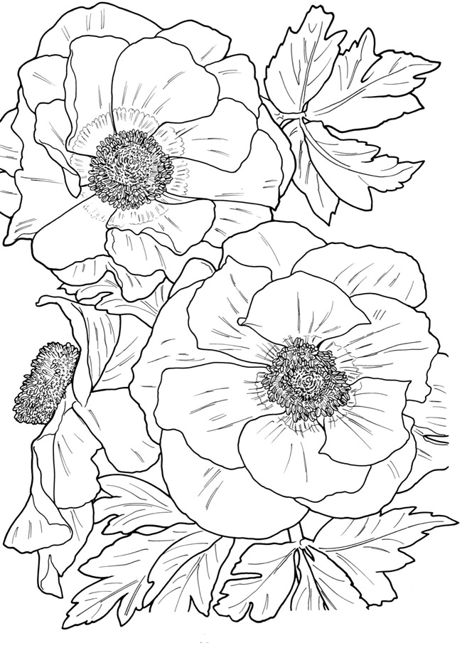 Simple Flower Coloring Pages Free Printable 155