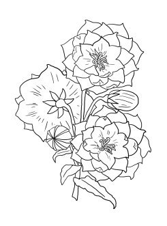 Simple Flower Coloring Pages Free Printable 24