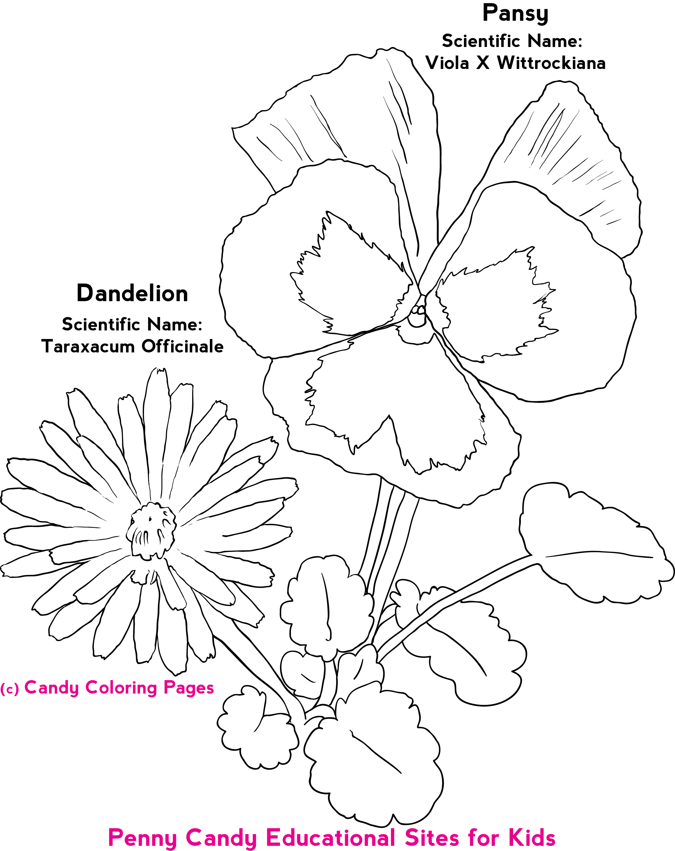 Simple Flower Coloring Pages Free Printable 25