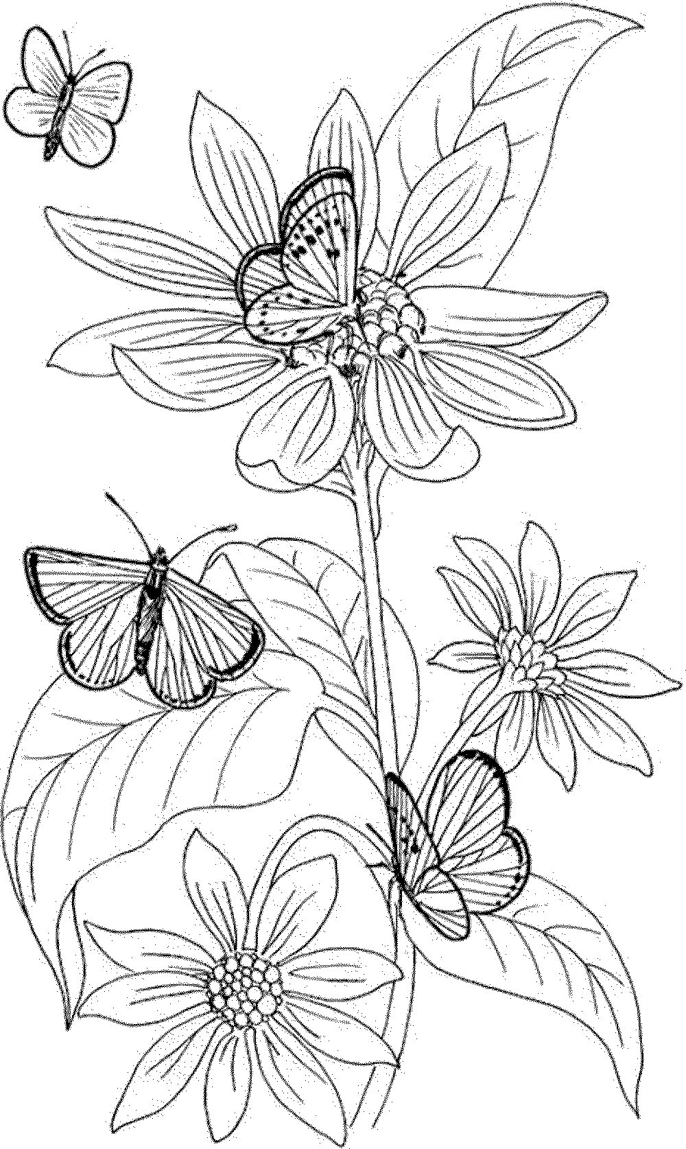 Simple Flower Coloring Pages Free Printable 45