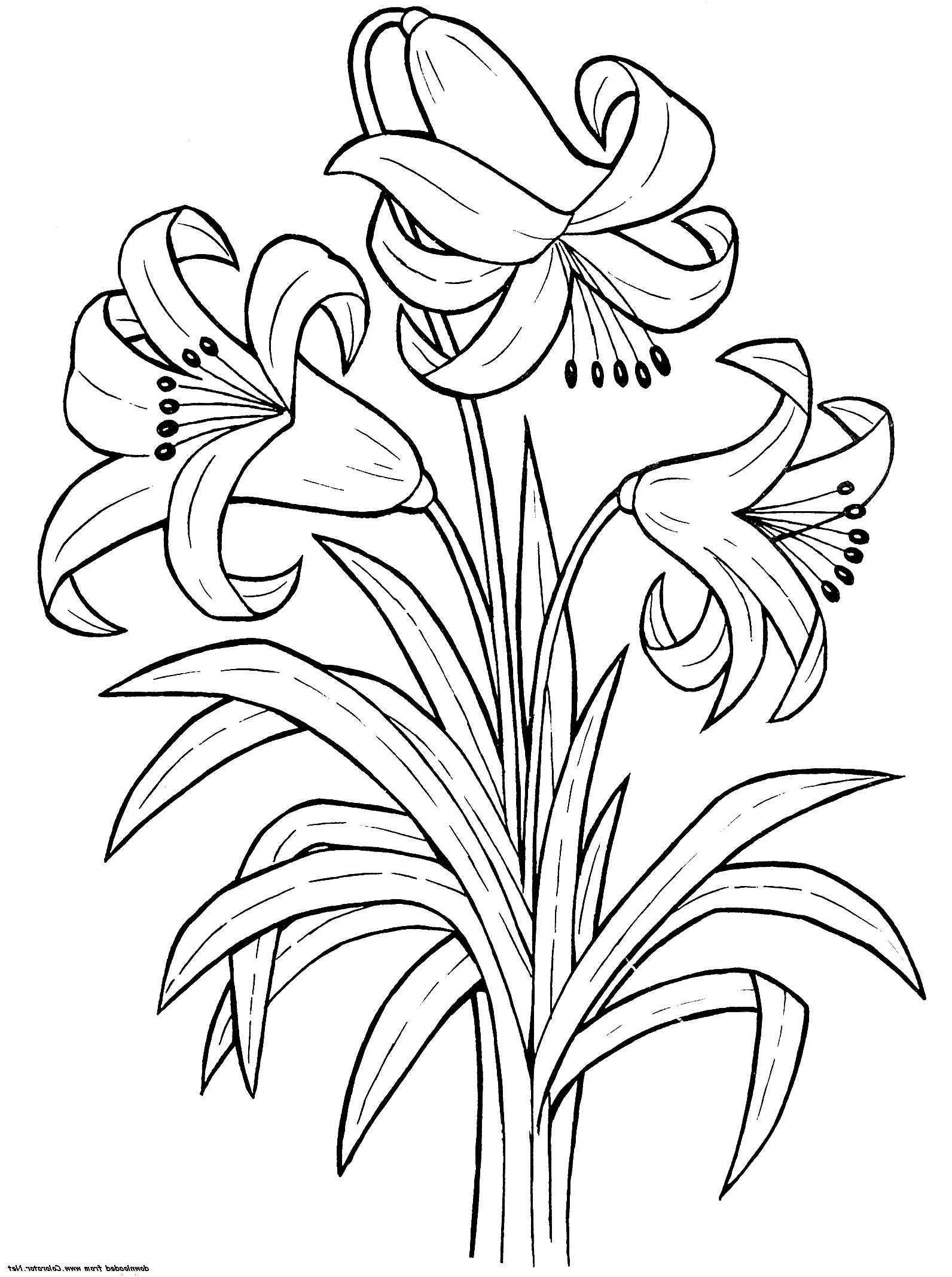 Simple Flower Coloring Pages Free Printable 64