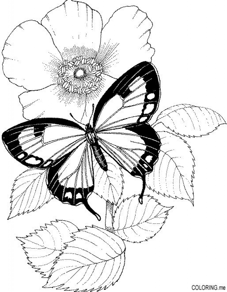 Simple Flower Coloring Pages Free Printable 72