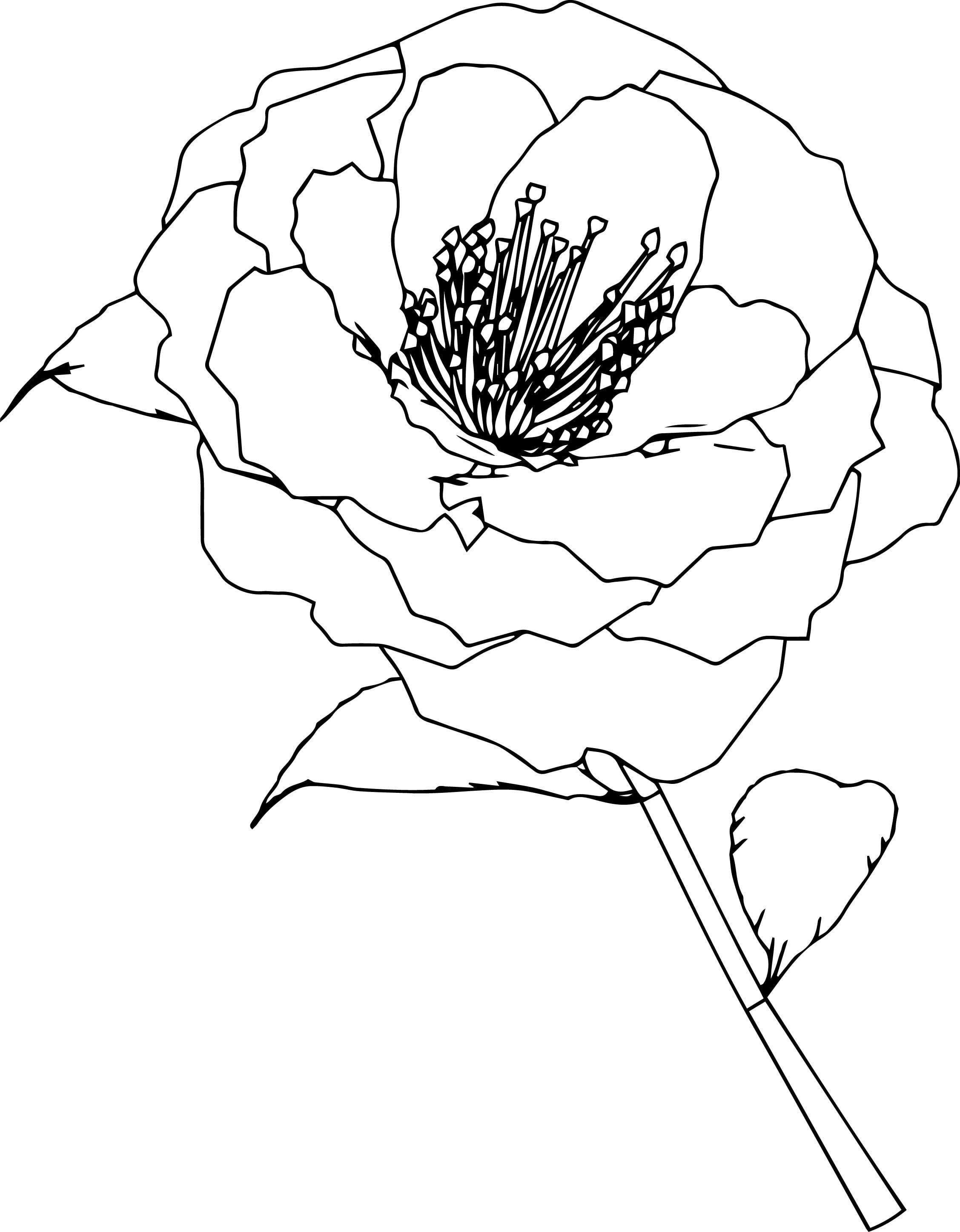 Simple Flower Coloring Pages Free Printable 8