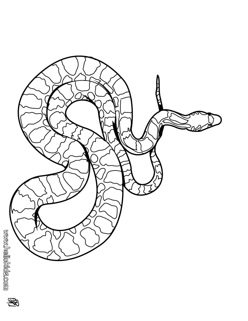 Snake Coloring Pages for Kids Free Printable 29