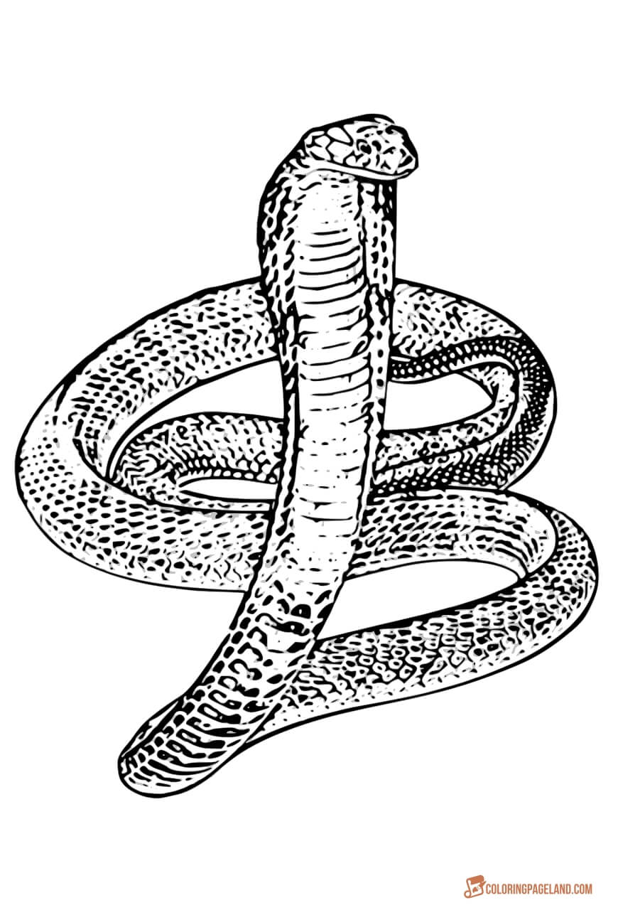 Snake Coloring Pages for Kids Free Printable 3