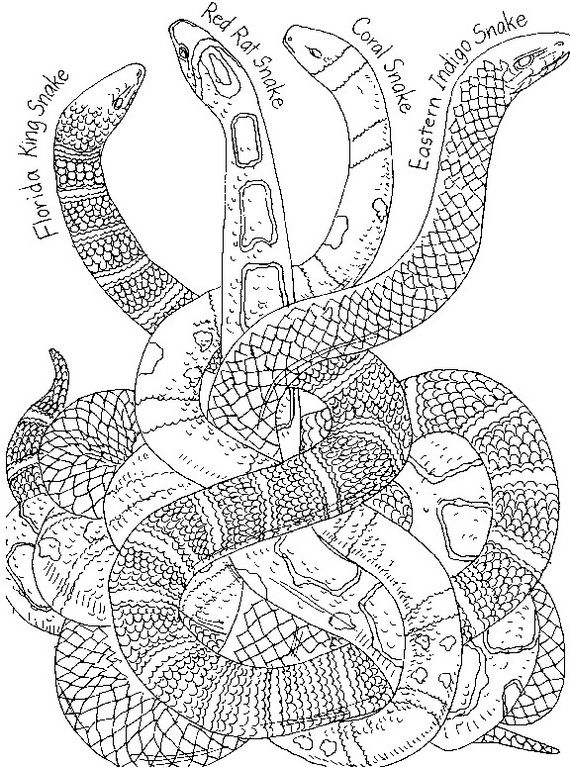 Snake Coloring Pages for Kids Free Printable 32