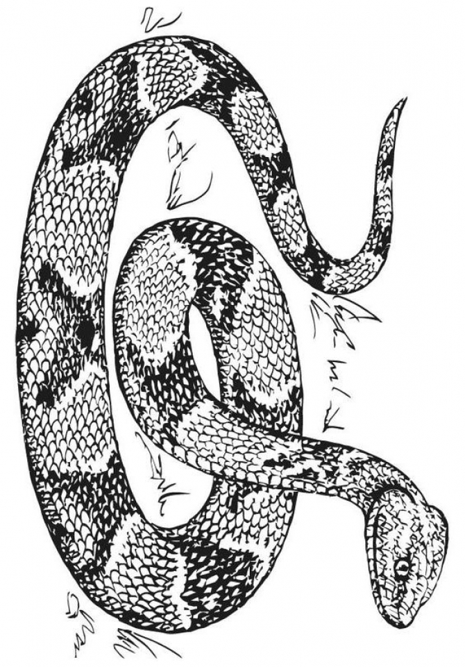 Snake Coloring Pages for Kids Free Printable 37