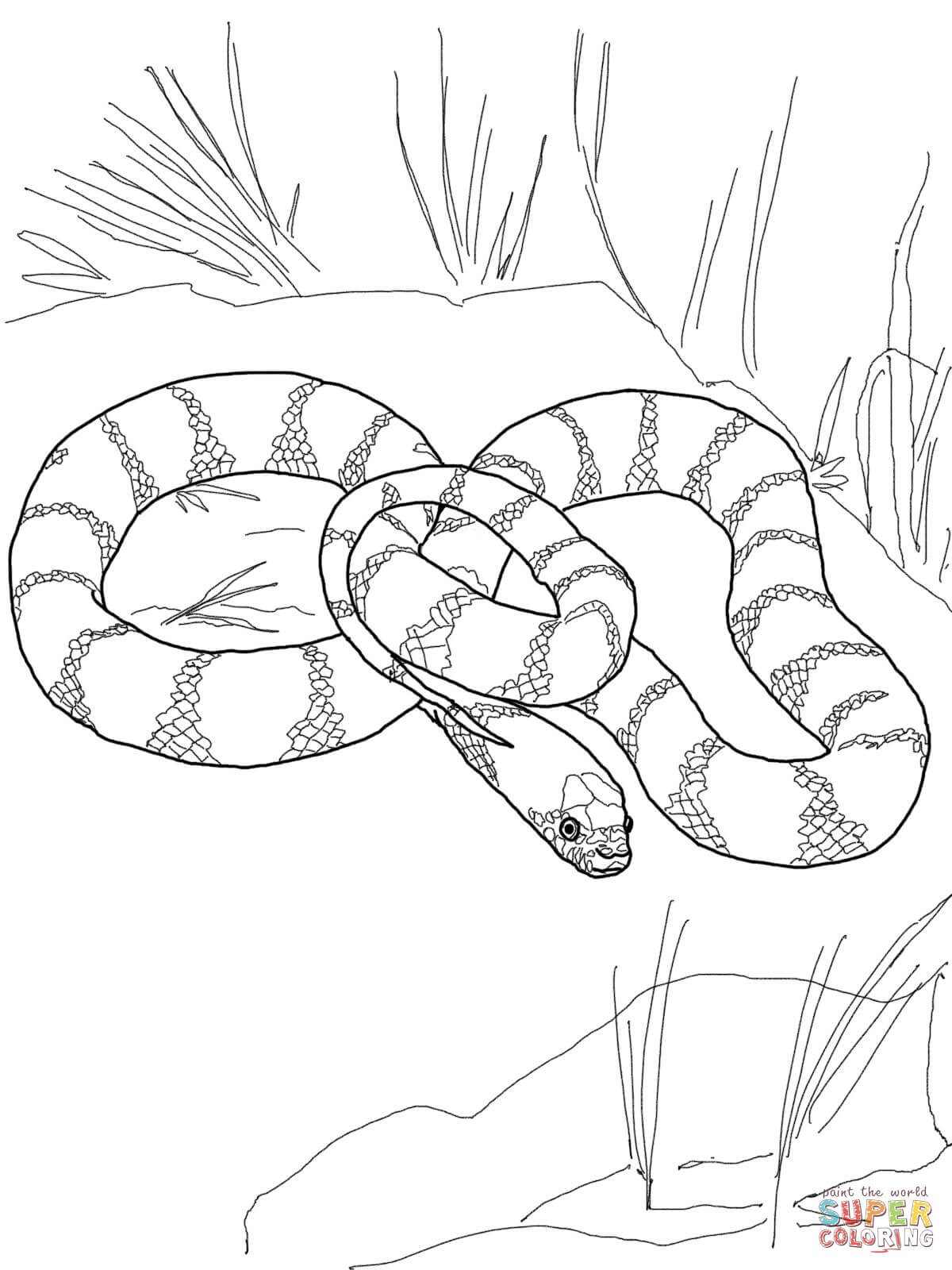 Snake Coloring Pages for Kids Free Printable 48