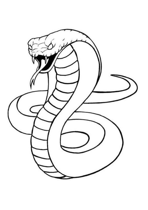 Snake Coloring Pages for Kids Free Printable 5