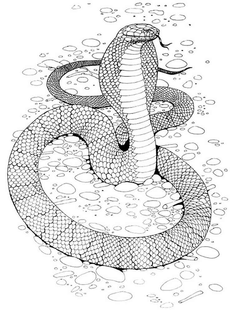 Snake Coloring Pages for Kids Free Printable 51