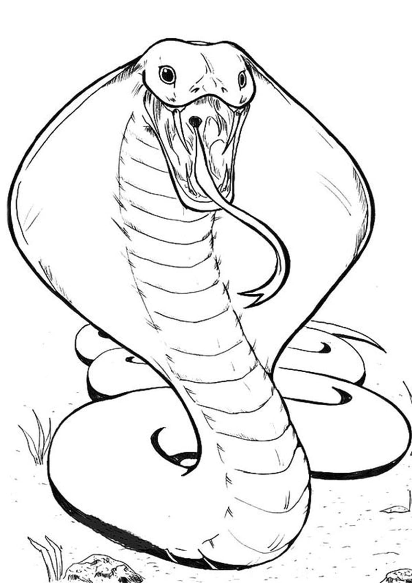 Snake Coloring Pages for Kids Free Printable 57