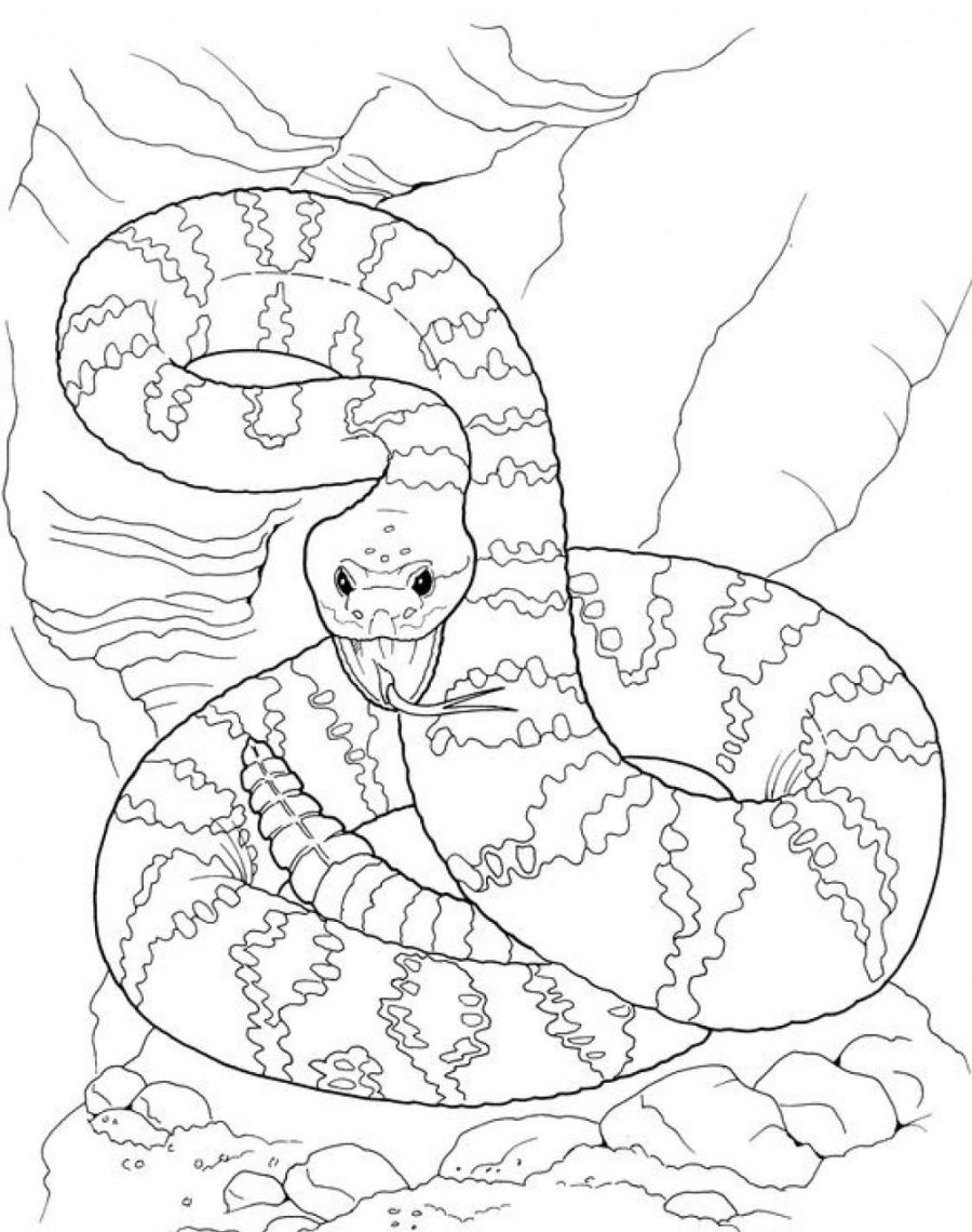 Snake Coloring Pages for Kids Free Printable 61