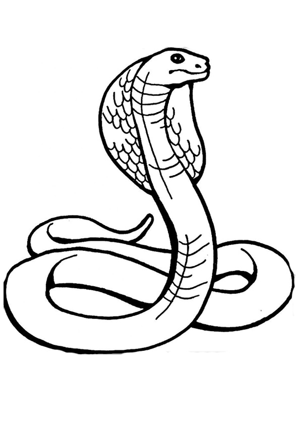 Snake Coloring Pages for Kids Free Printable 69