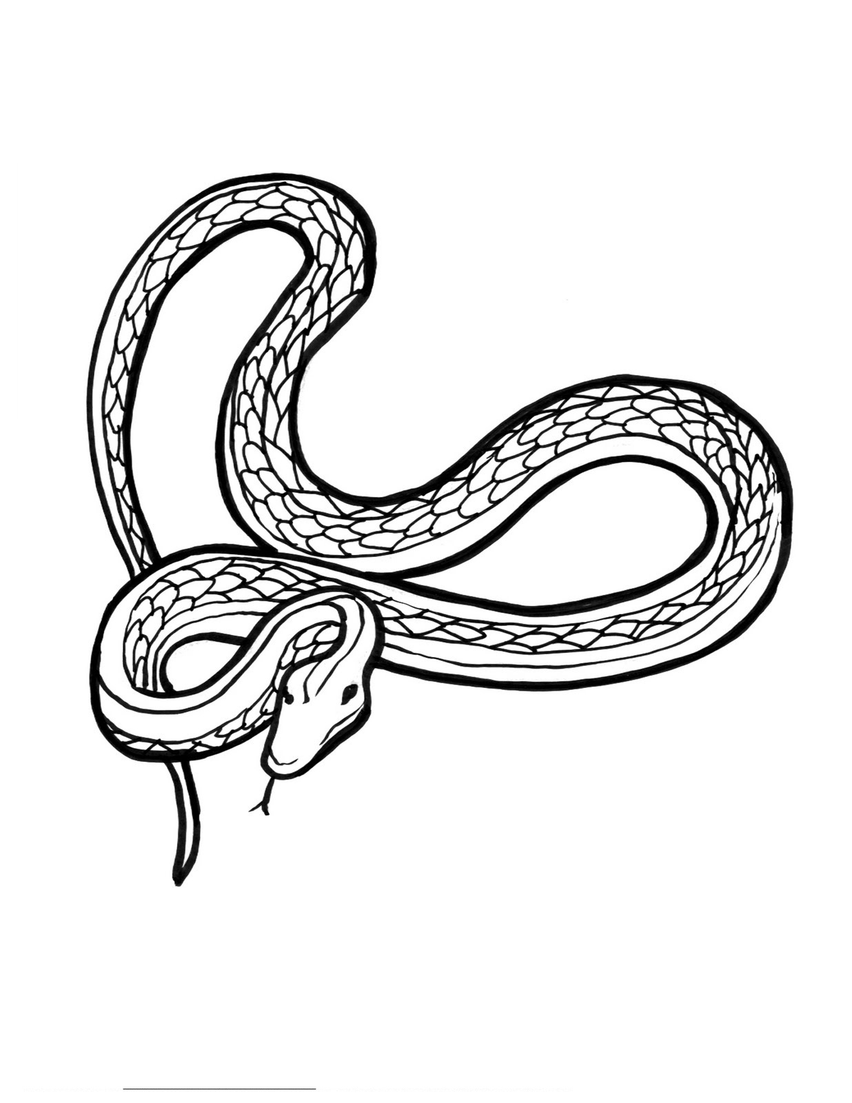 Snake Coloring Pages for Kids Free Printable 79