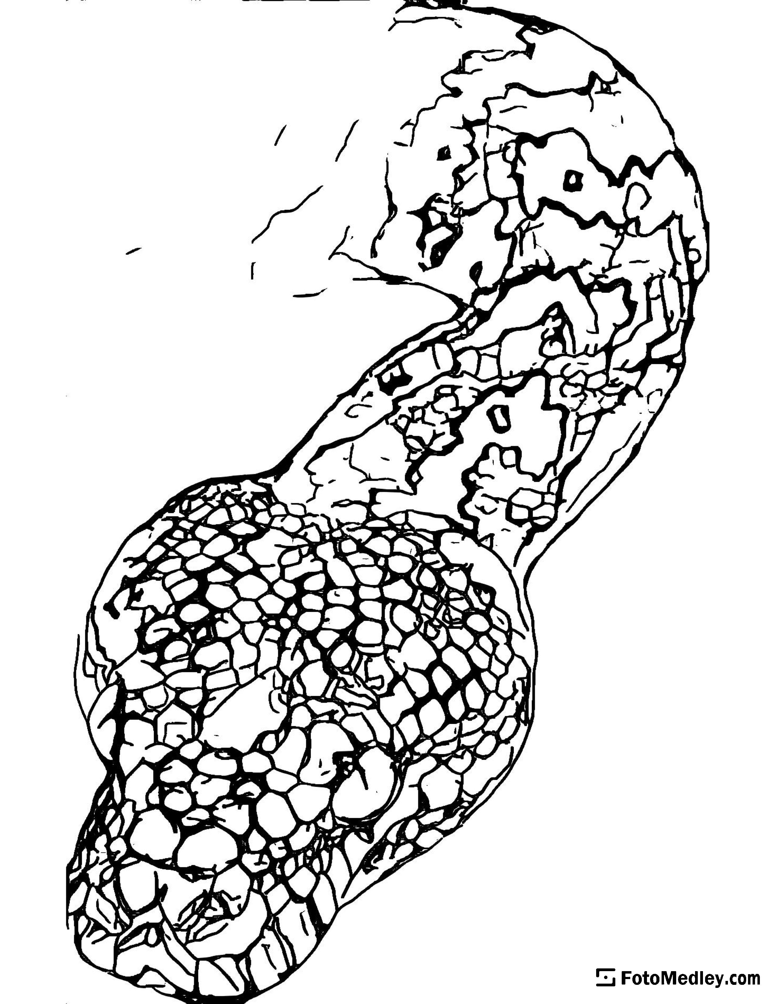 Snake Coloring Pages for Kids Free Printable 82