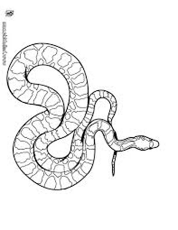 Snake Coloring Pages for Kids Free Printable 86