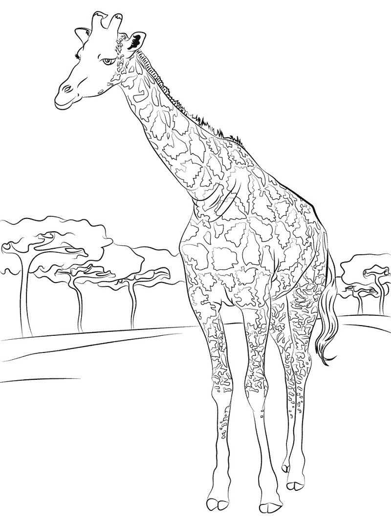 100+ Giraffe Coloring Pages 35