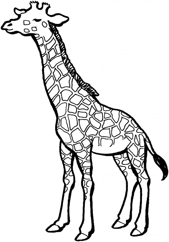 100+ Giraffe Coloring Pages 43