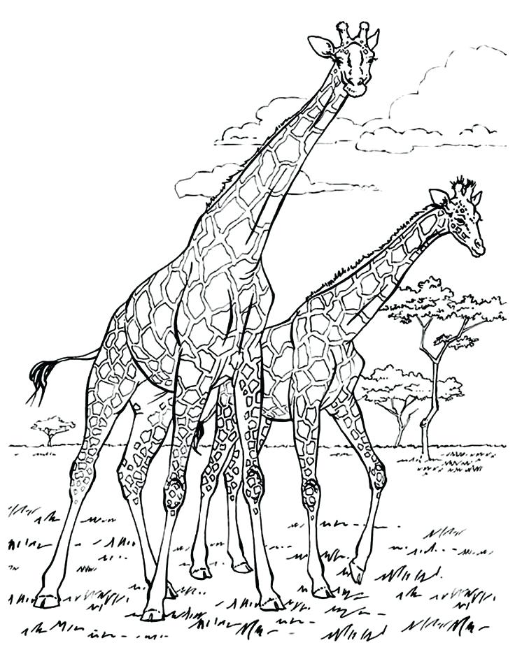 100+ Giraffe Coloring Pages 46