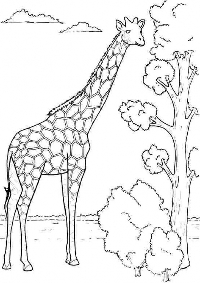 100+ Giraffe Coloring Pages 50