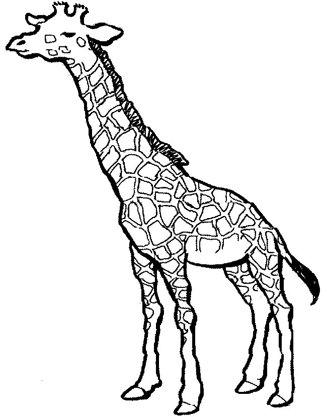 100+ Giraffe Coloring Pages 57