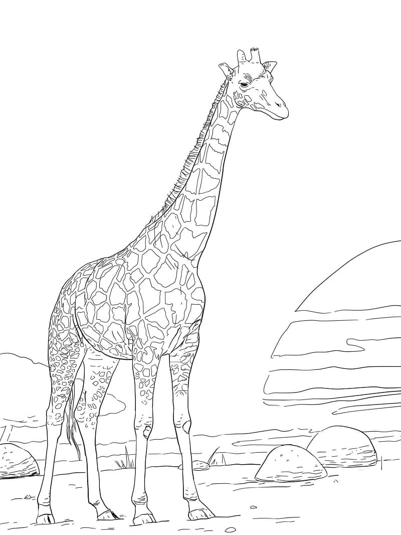 100+ Giraffe Coloring Pages 83