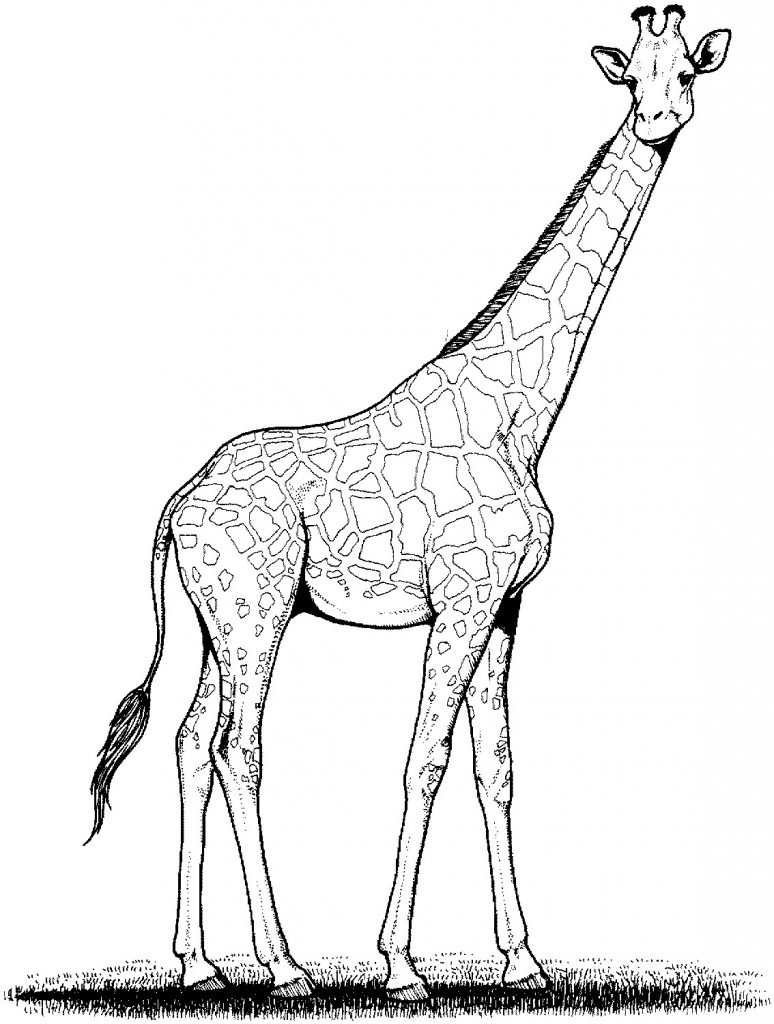 100+ Giraffe Coloring Pages 85