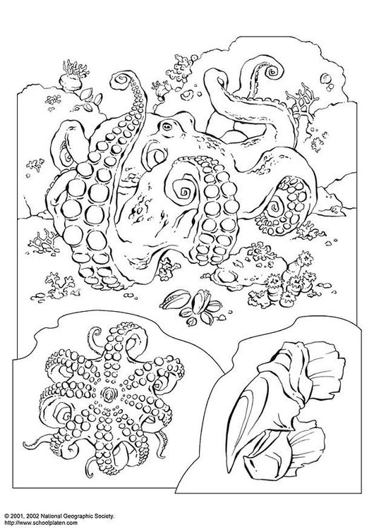 199+ Octopus Coloring Pages FREE Printable 14