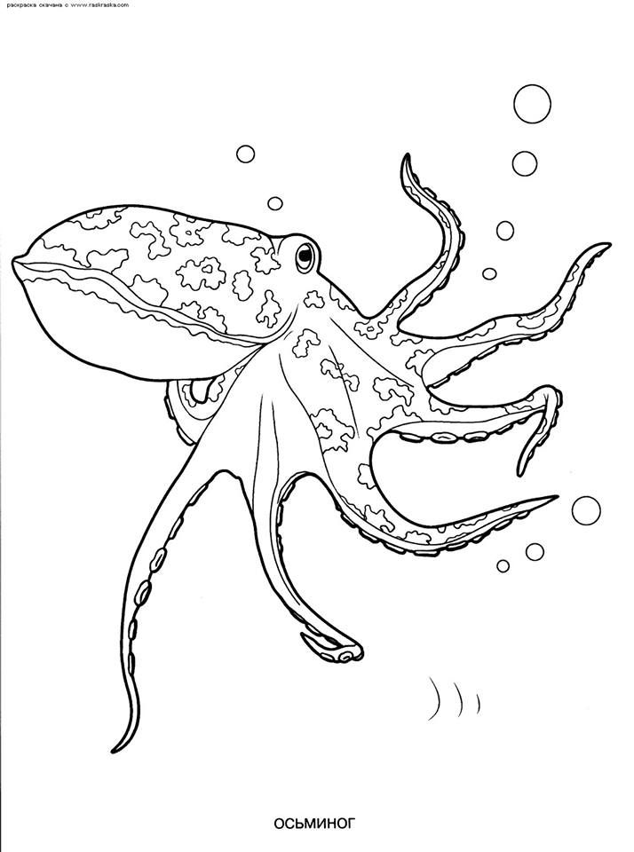 199+ Octopus Coloring Pages FREE Printable 16