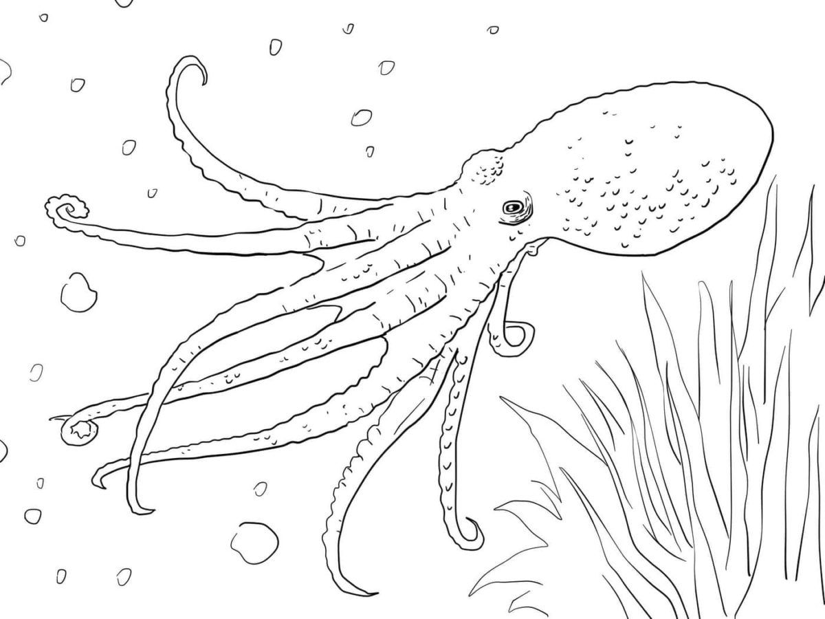 199+ Octopus Coloring Pages FREE Printable 51