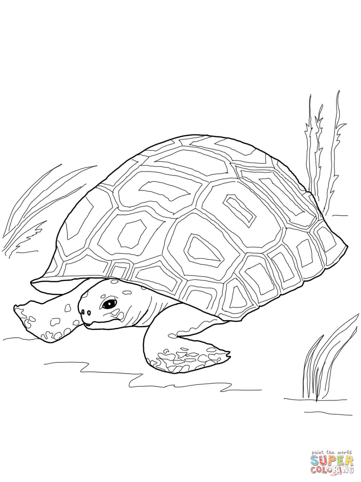 Turtle Coloring Pages: 110 Relaxing Designs for Turtle Lovers 132