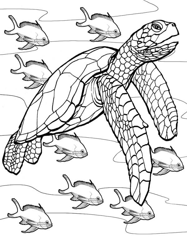 Turtle Coloring Pages: 110 Relaxing Designs for Turtle Lovers 143