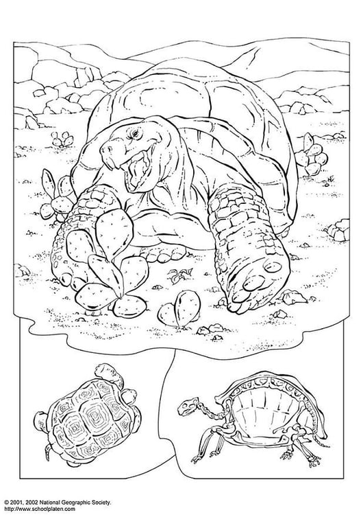 Turtle Coloring Pages: 110 Relaxing Designs for Turtle Lovers 15