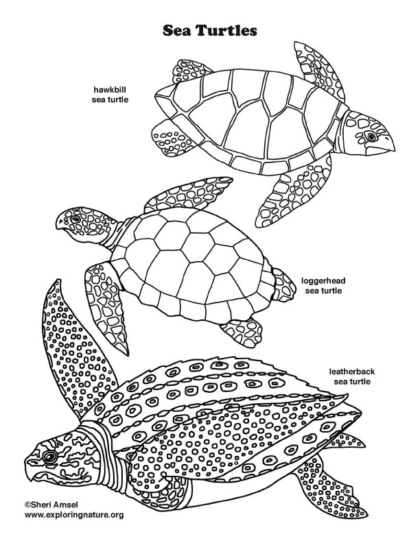 Turtle Coloring Pages: 110 Relaxing Designs for Turtle Lovers 33